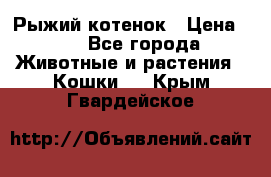 Рыжий котенок › Цена ­ 1 - Все города Животные и растения » Кошки   . Крым,Гвардейское